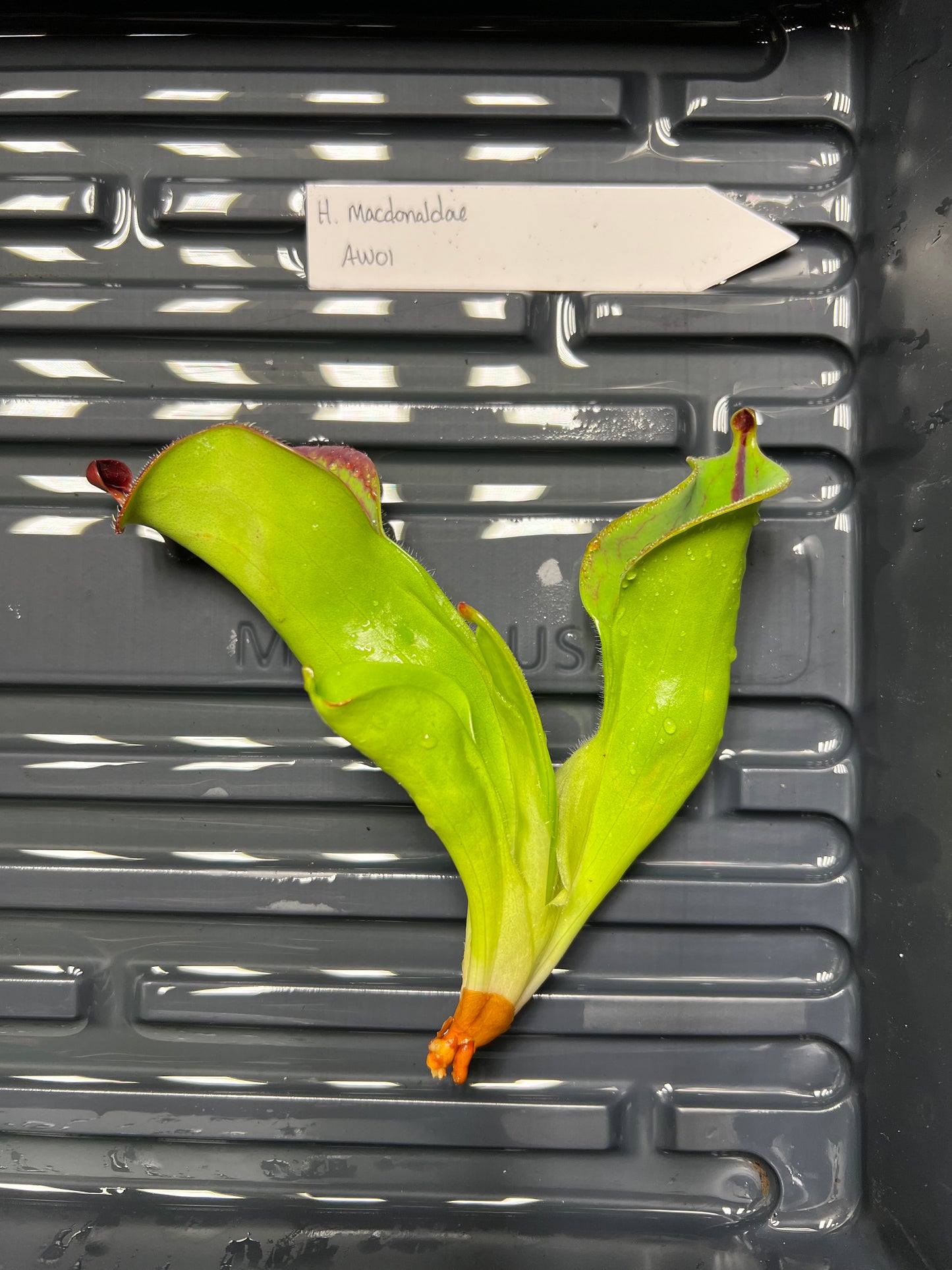 Heliamphora macdonaldae AW01 - Fresh Division - *Rare*