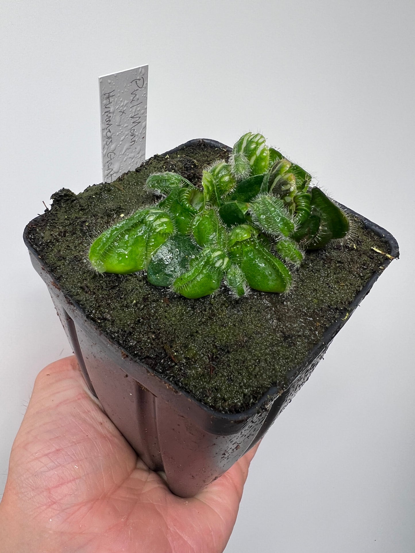Cephalotus follicularis “Phil Mann” x “Hummers Giant”