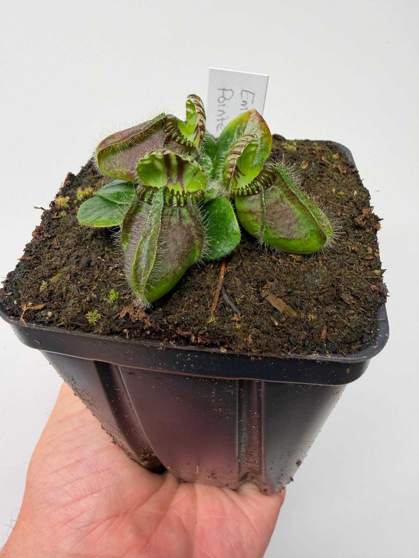 Cephalotus follicularis “Emu Pointe”