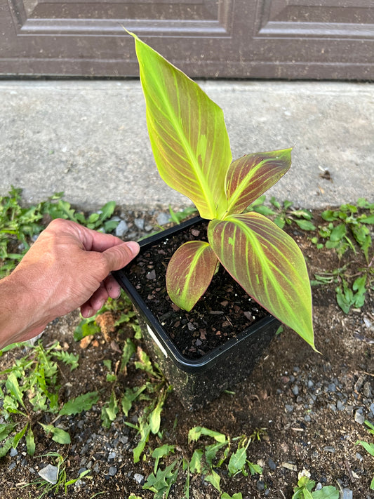 Musa ‘Siam Ruby’