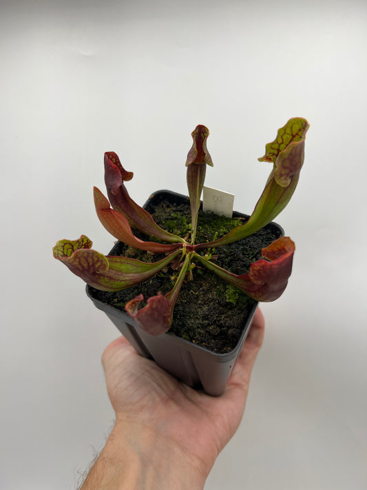 Sarracenia purpurea ssp. purpurea (Bruce Co, Ontario Canada) [Marl Bog] - Seed Grown
