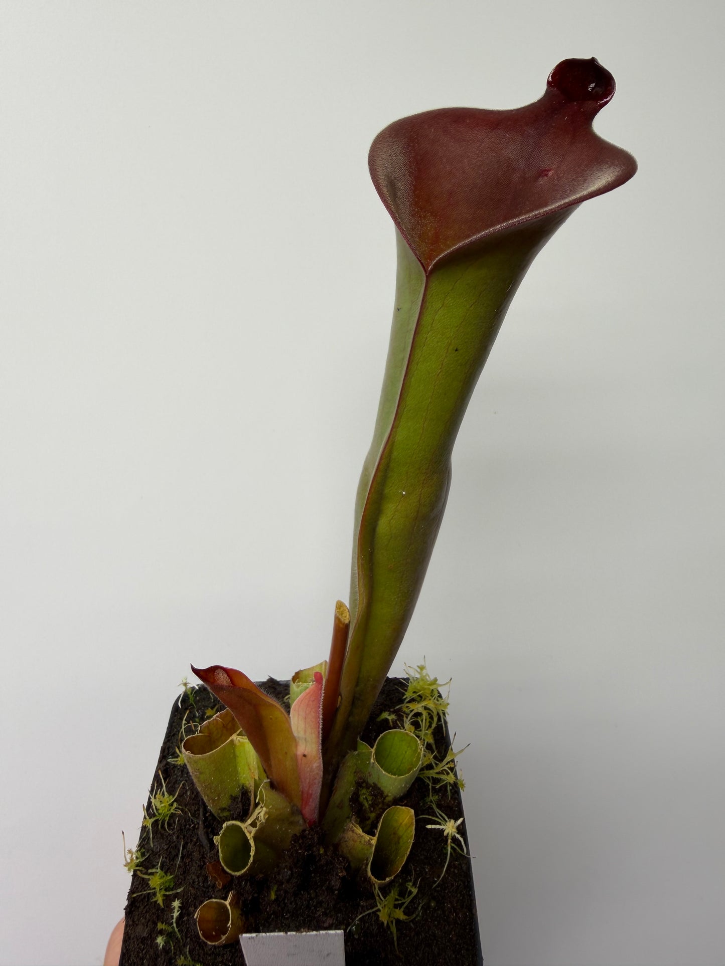 Heliamphora Nutans Giant x (tatei x folliculata) LC1