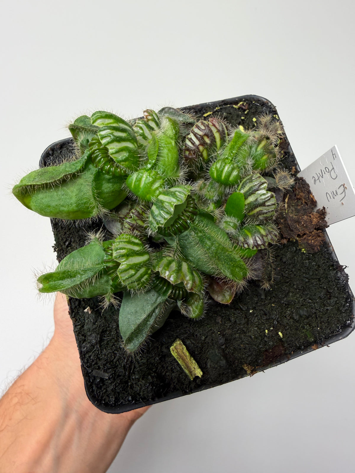 Cephalotus follicularis “Emu Pointe” #4