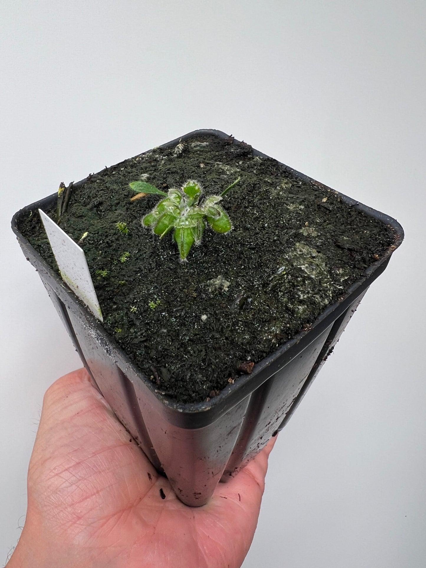 Cephalotus follicularis ‘Eden Black’ - *Rare* (small)