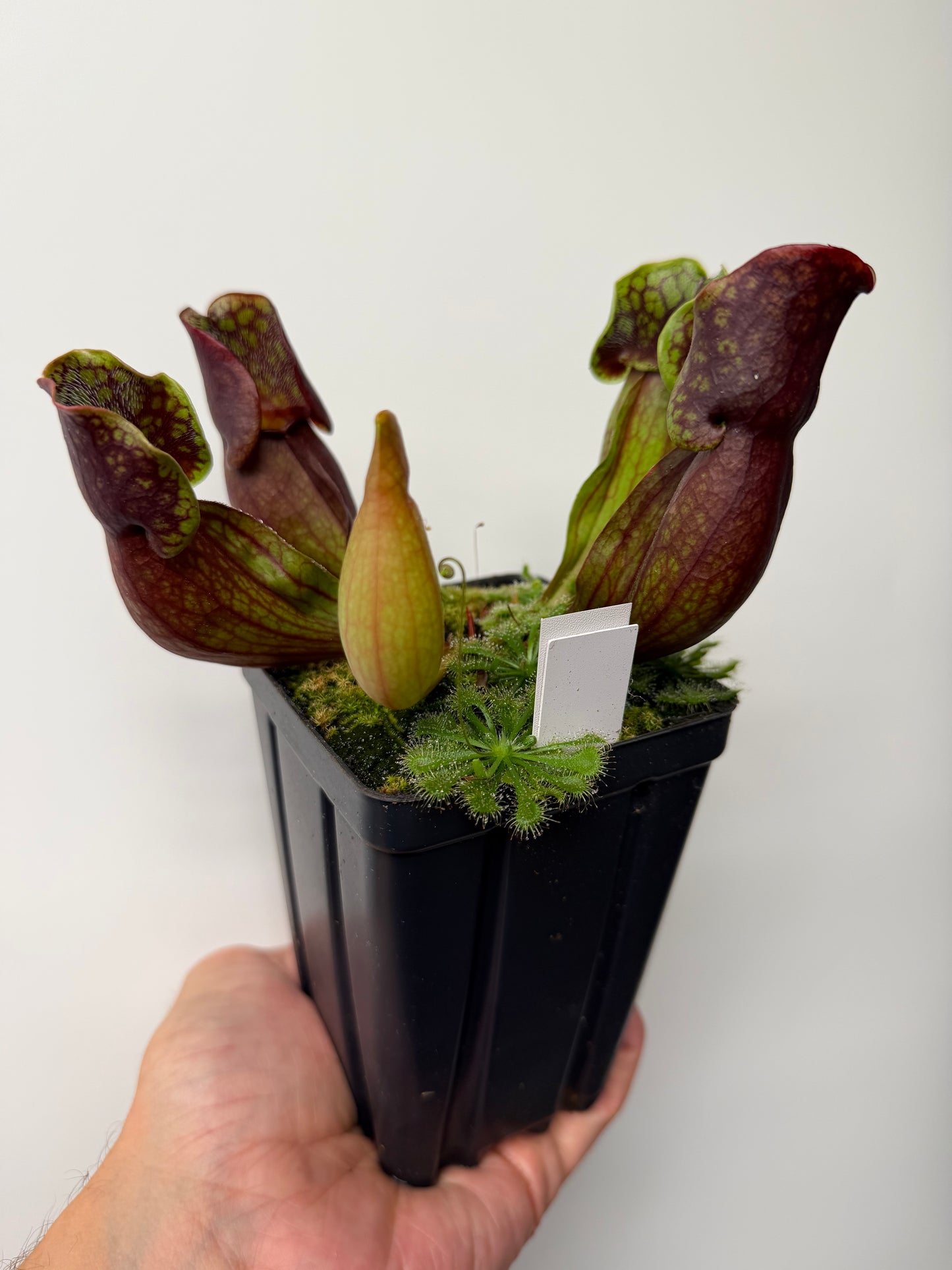 Sarracenia purpurea ssp. purpurea (Pike County, PA) - Seed Grown #12