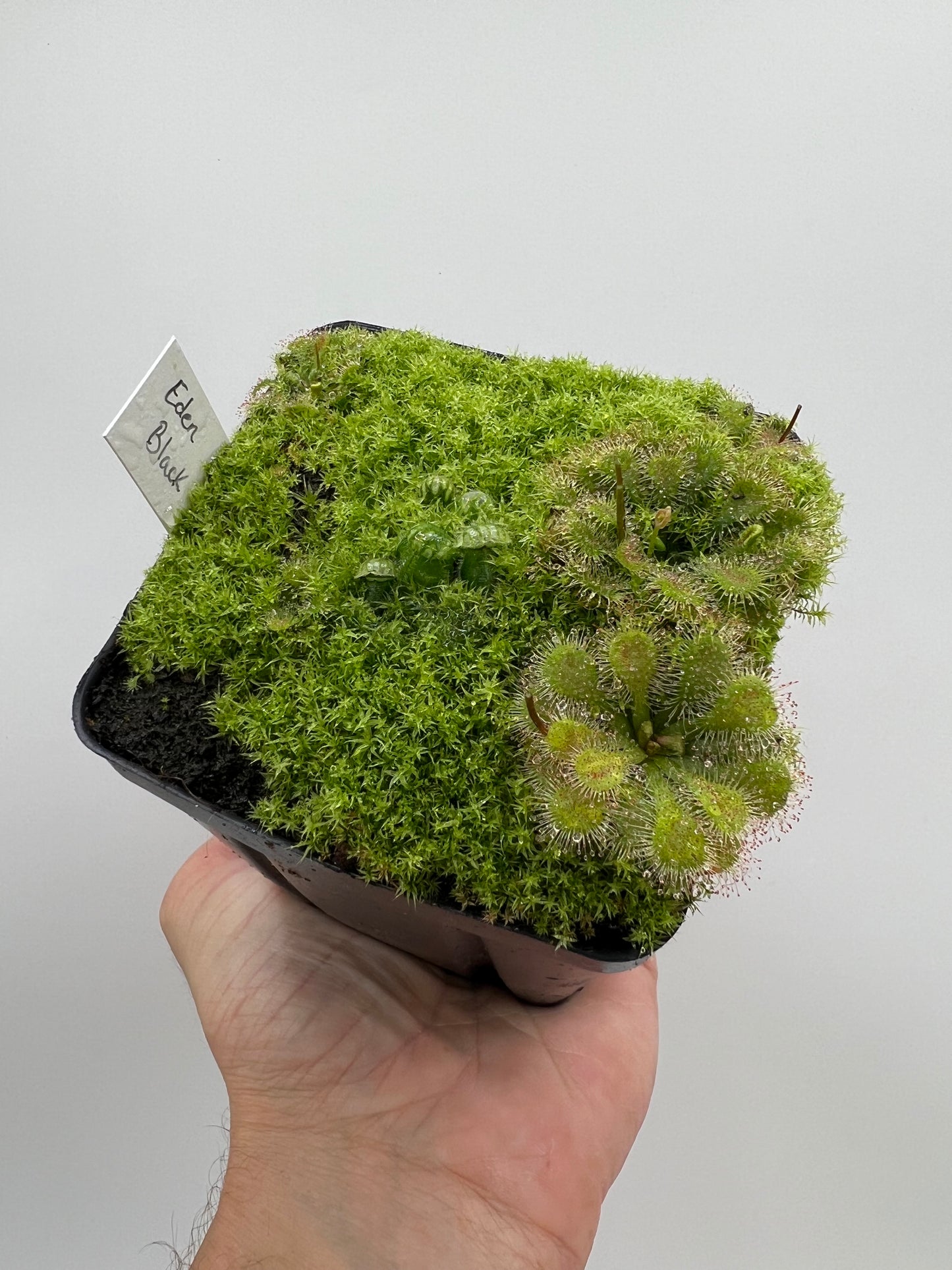 Cephalotus follicularis ‘Eden Black’ - *Rare*