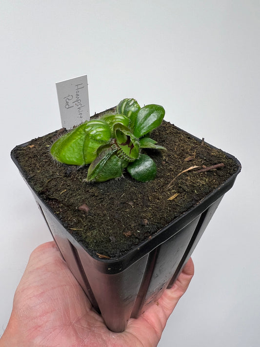Cephalotus follicularis “Hampshire Red”