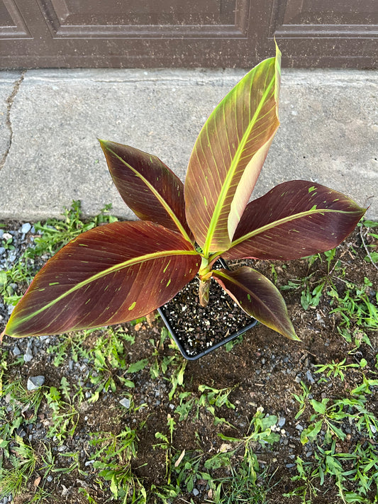 Musa ‘Siam Ruby’