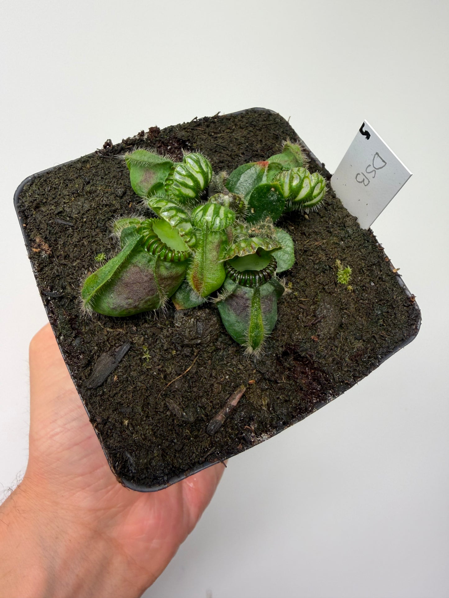 Cephalotus follicularis “David Švarc Black” - *Rare* (5)