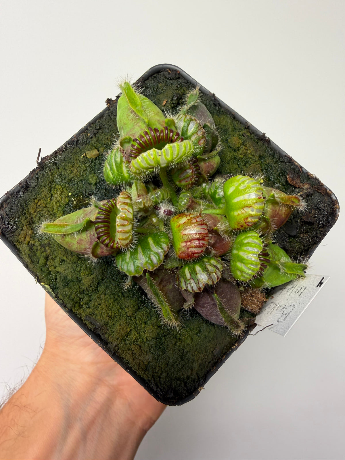 Cephalotus follicularis “Broke Inlet” #4