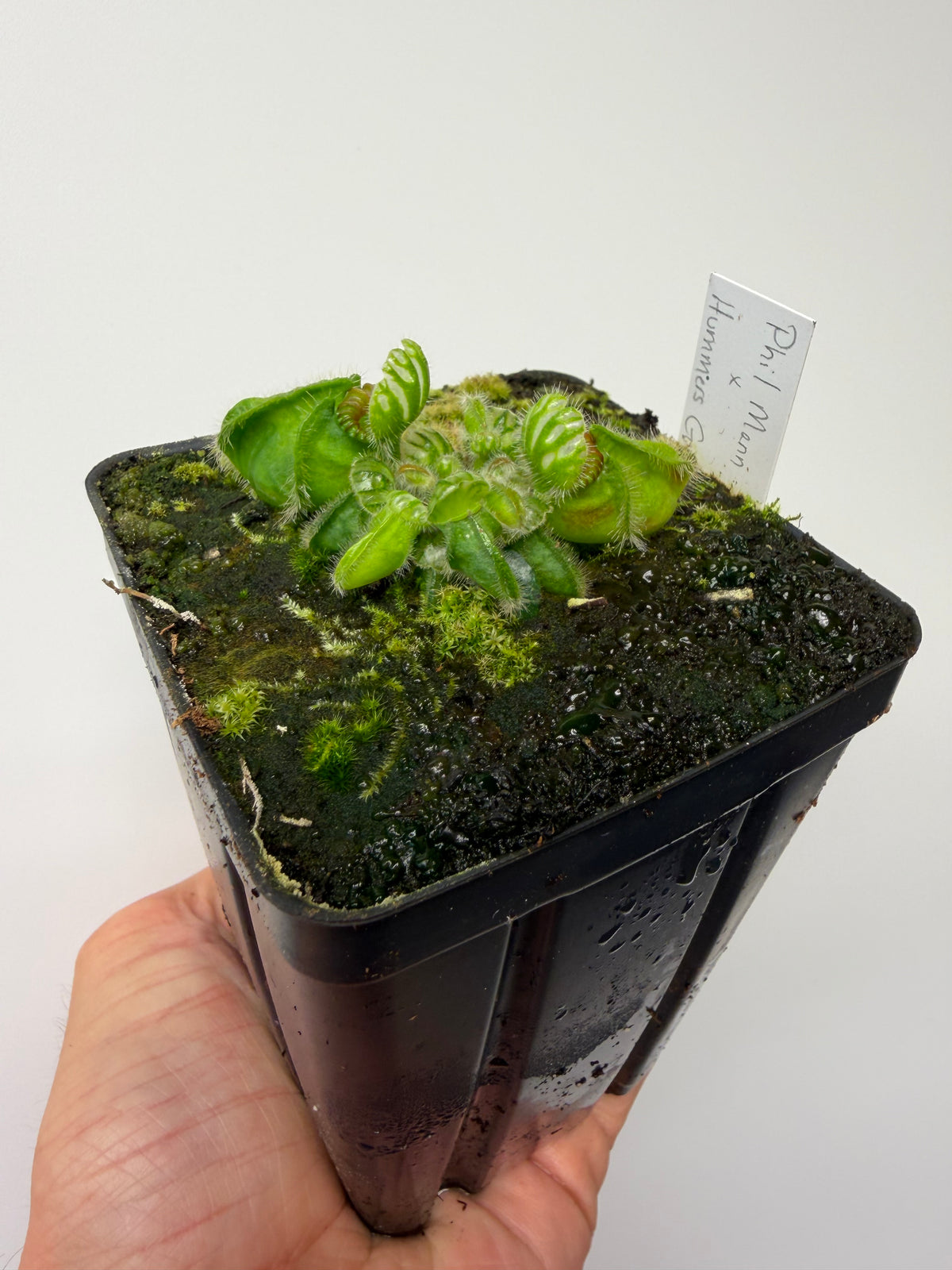 Cephalotus follicularis “Phil Mann” x “Hummers Giant”