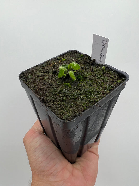Cephalotus follicularis “Diflora giant”