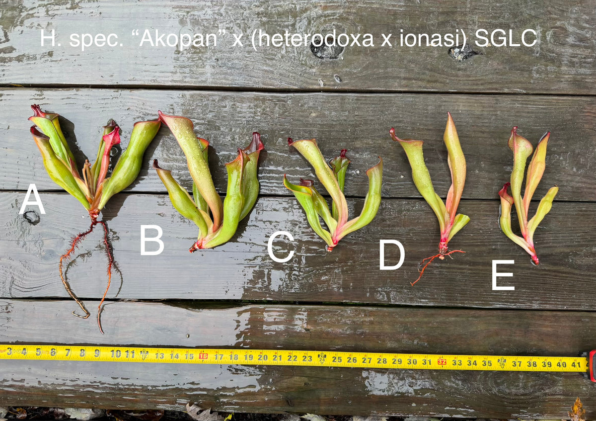 Heliamphora spec. “Akopan” x (heterodoxa x ionasi) SGLC - Fresh Divisions