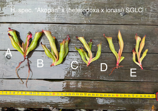 Heliamphora spec. “Akopan” x (heterodoxa x ionasi) SGLC - Fresh Divisions