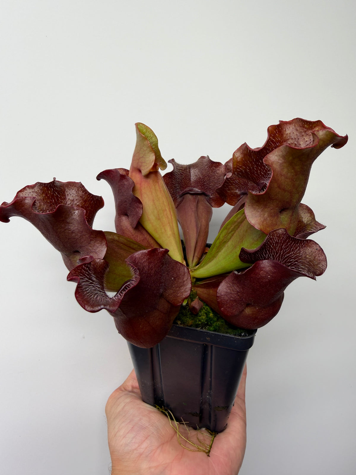 Sarracenia purpurea ssp. venosa (Brunswick Co, NC x Carteret Co, NC)  - Seed Grown #5