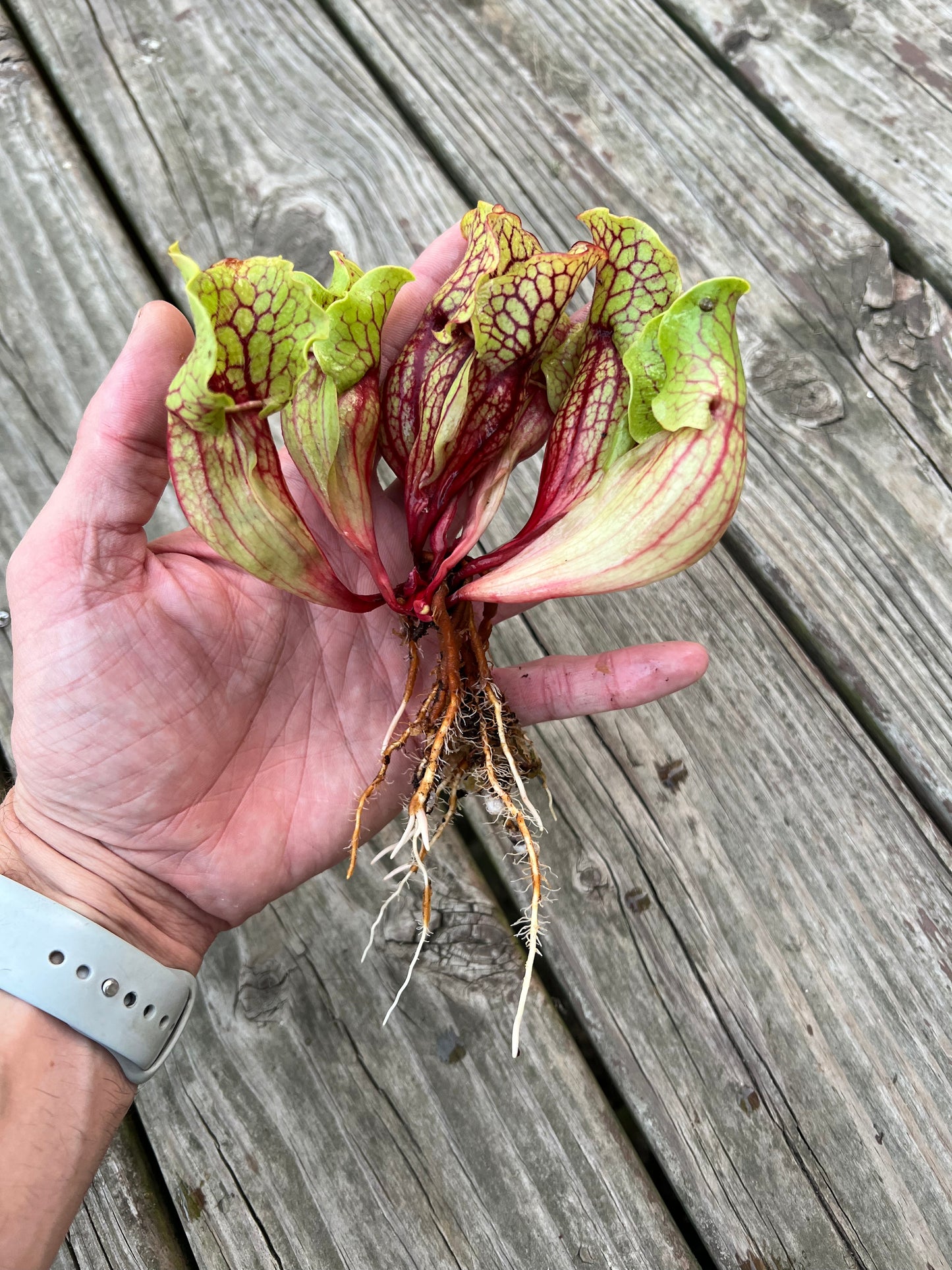 Sarracenia ‘Belly of Blood’ - Large, Fresh Divisions