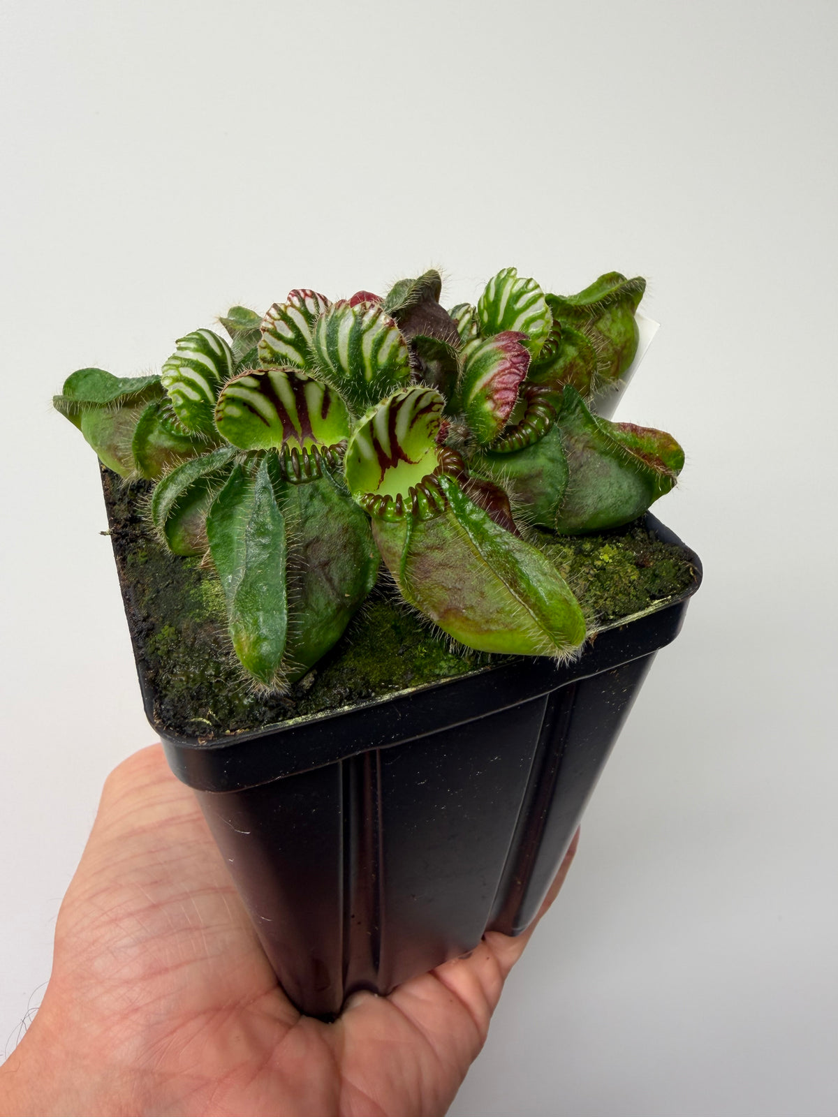 Cephalotus follicularis “Hampshire Red” #1