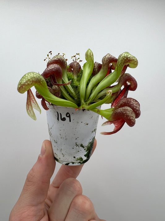 Darlingtonia californica (Cobra Pitcher Plant) - Seed Grown #169