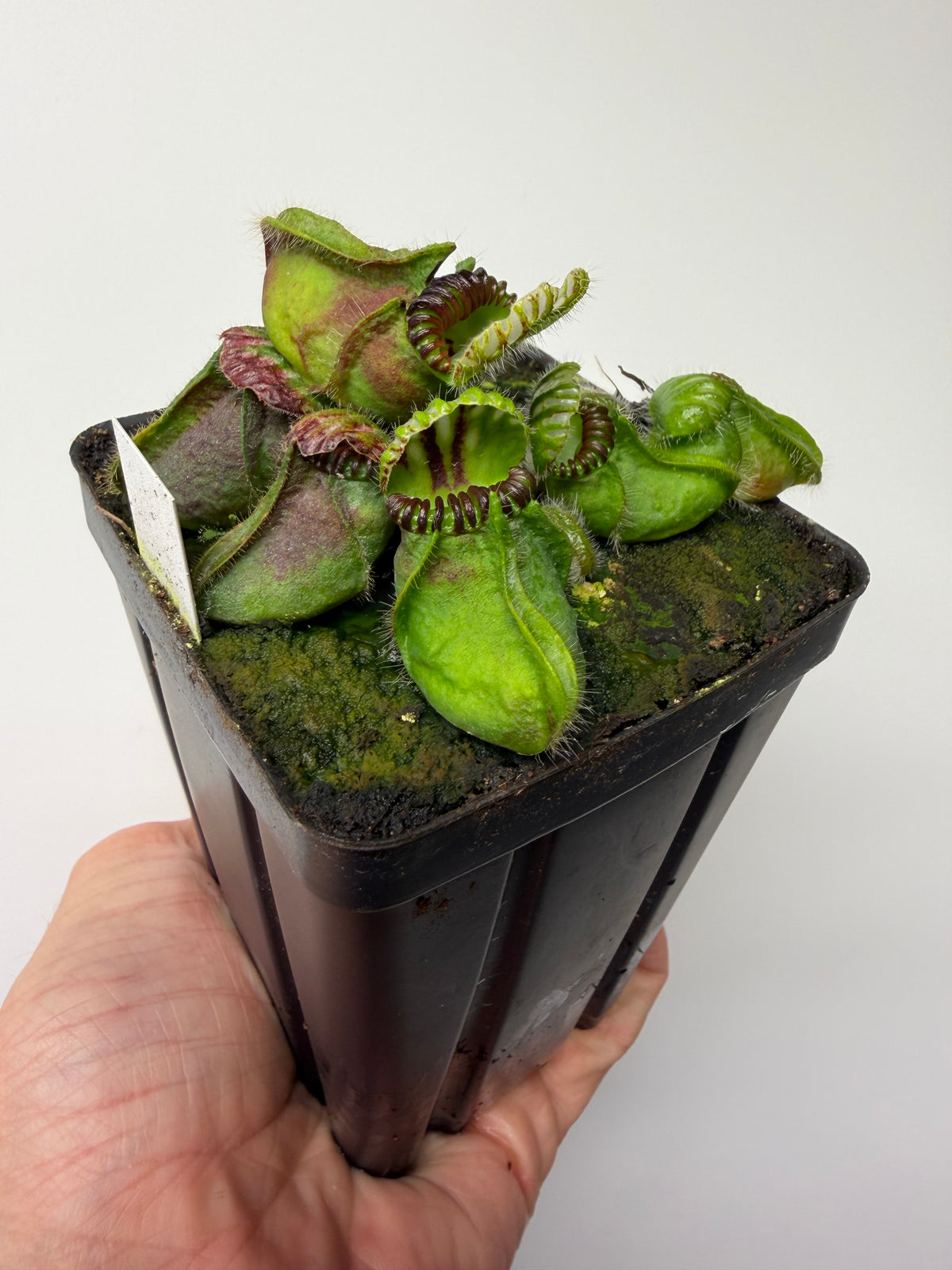 Cephalotus follicularis “Broke Inlet” #6