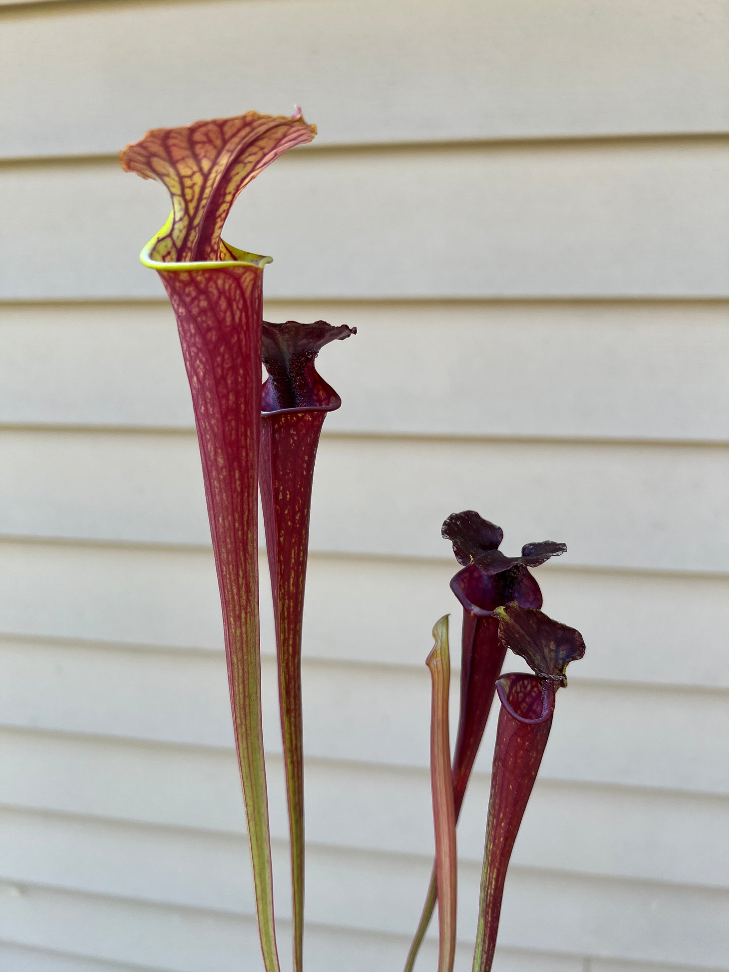 Sarracenia ‘Waccamaw’ x cuprea “MBRS” - Seed Grown #1