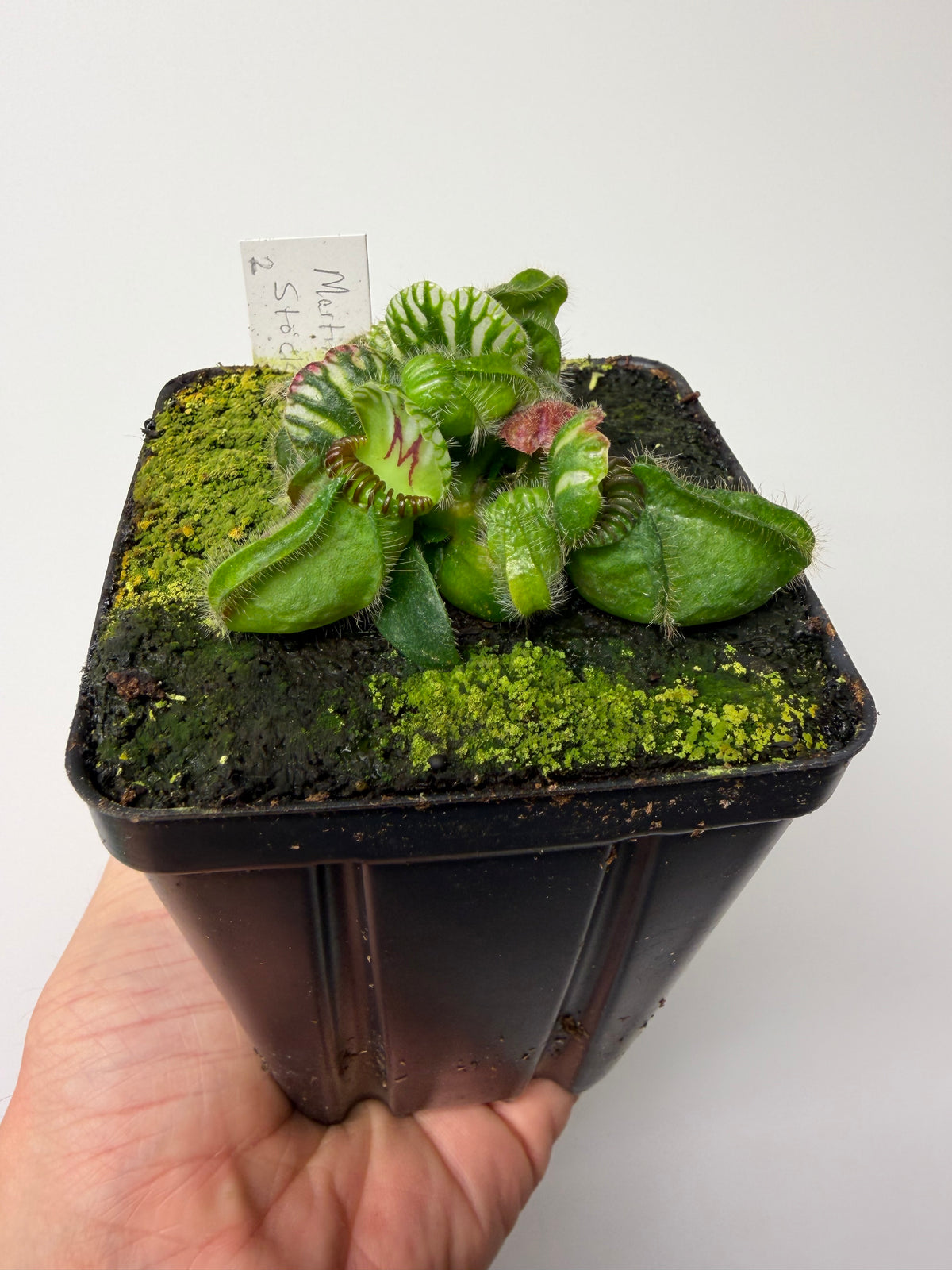 Cephalotus follicularis “Martin Stöckl” #2