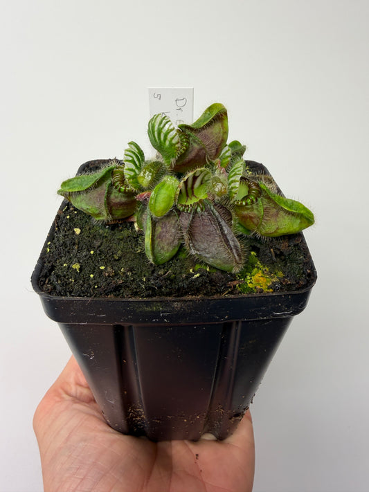 Cephalotus follicularis “Dr. Eberhard König” #5