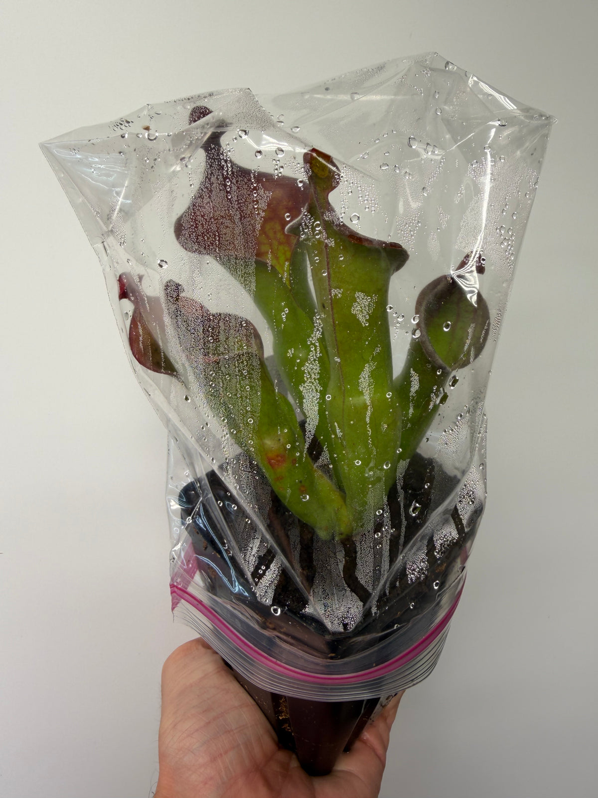 Heliamphora (tatei x folliculata) x macdonaldae #10 52624 SGLC - Potted Division