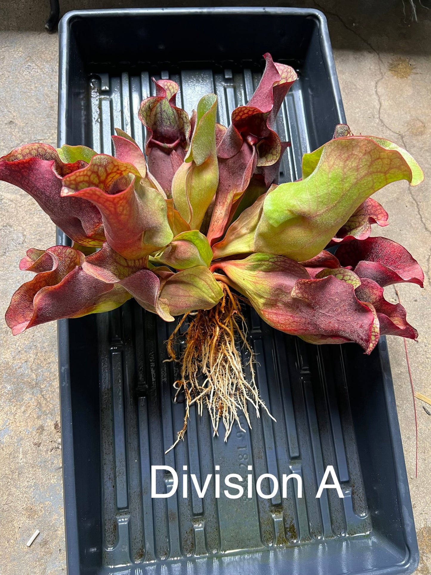 Sarracenia purpurea ssp. rosea “Chipola” (Liberty Co, FL) - XXL Fresh Divisions