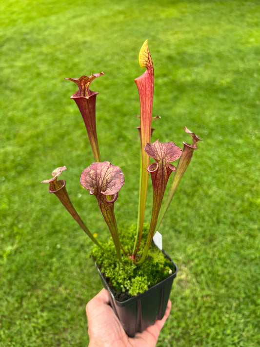 Sarracenia flava var. rubricorpora x “Strawberry Milkshake” - Seed Grown #9