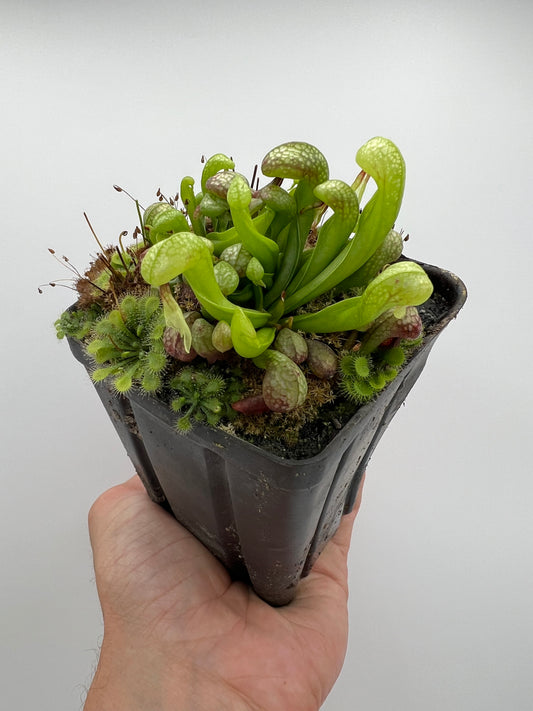 Darlingtonia californica (Cobra Pitcher Plant) - Seed Grown #199