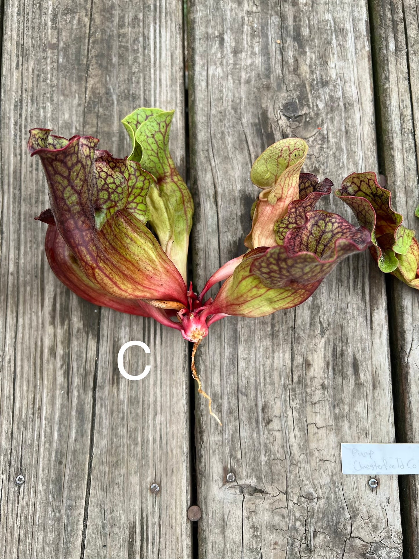 Sarracenia purpurea ssp. venosa (Chesterfield Co, SC) - Fresh Divisions