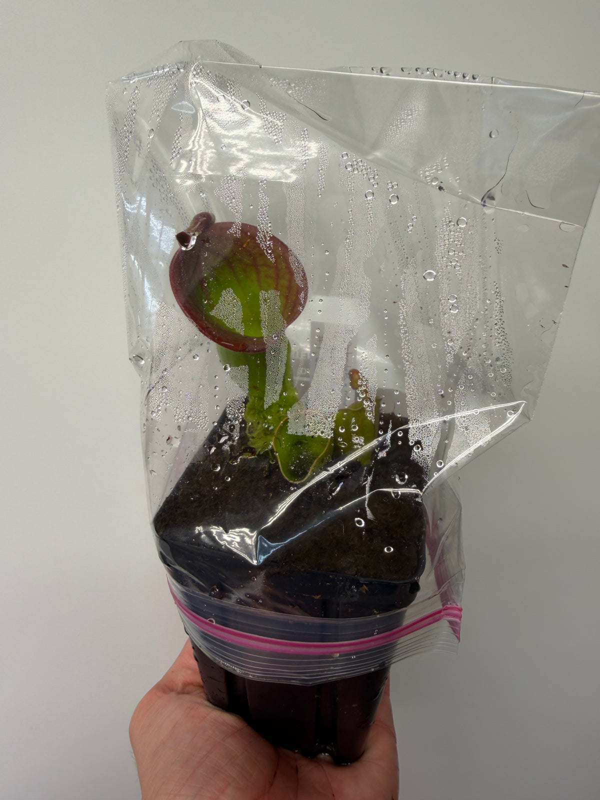 Heliamphora (heterodoxa x minor) x macdonaldae #1 52624 SGLC - Potted Division