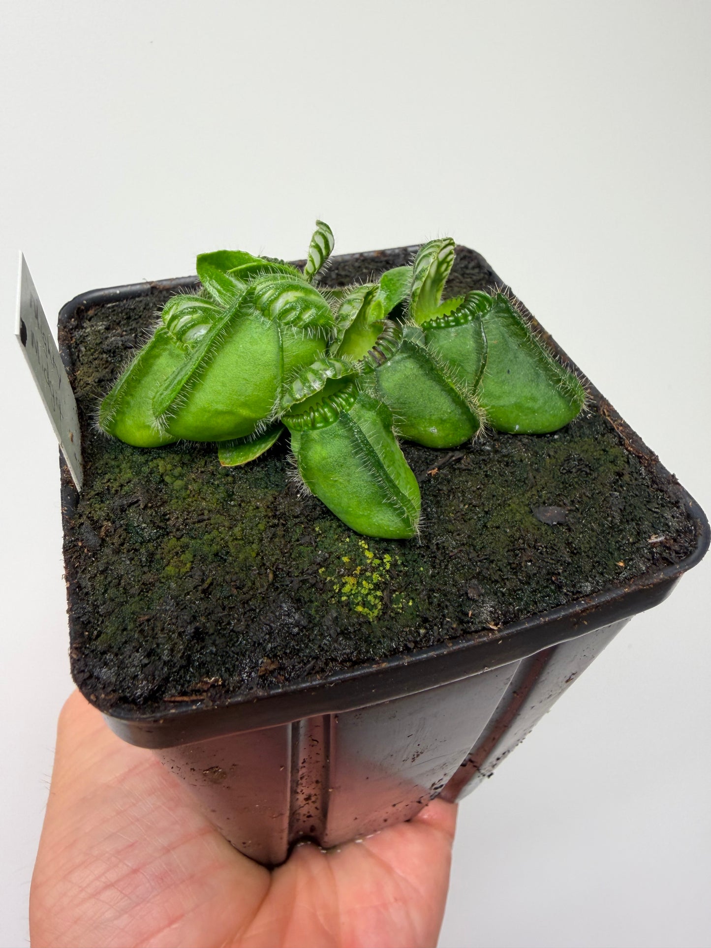 Cephalotus follicularis “Mighty Midget” - *Rare* (8)