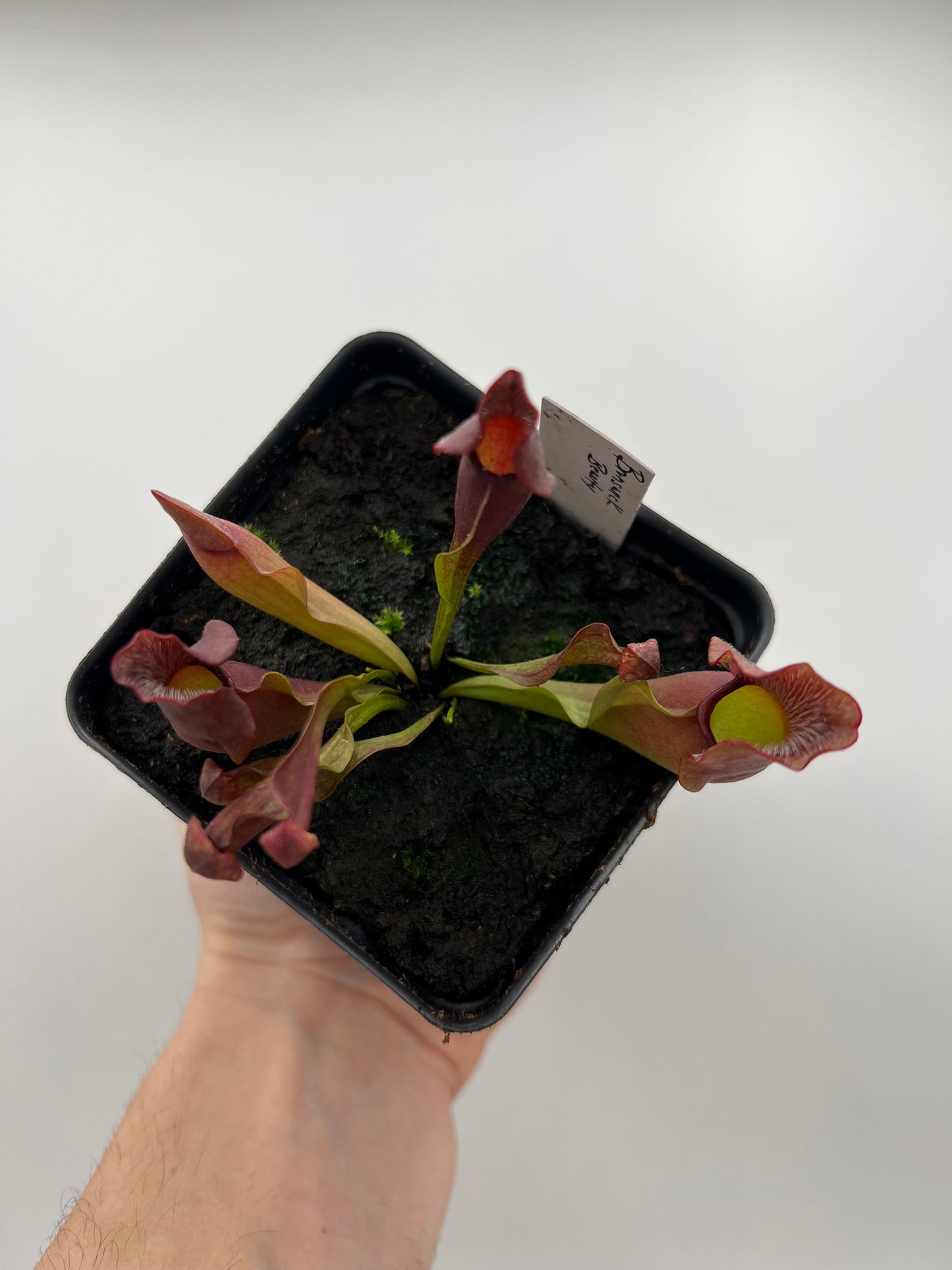 Sarracenia purpurea ‘Brunswick Beauty’ - True Cultivar