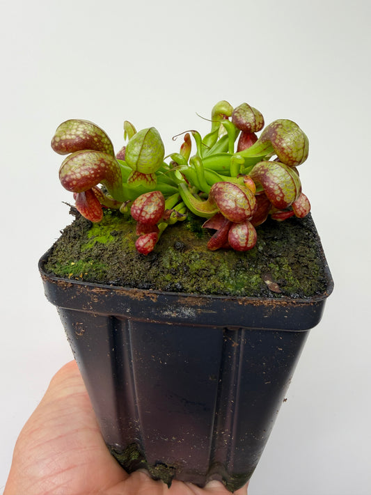 Darlingtonia californica (Cobra Pitcher Plant) - Seed Grown #213