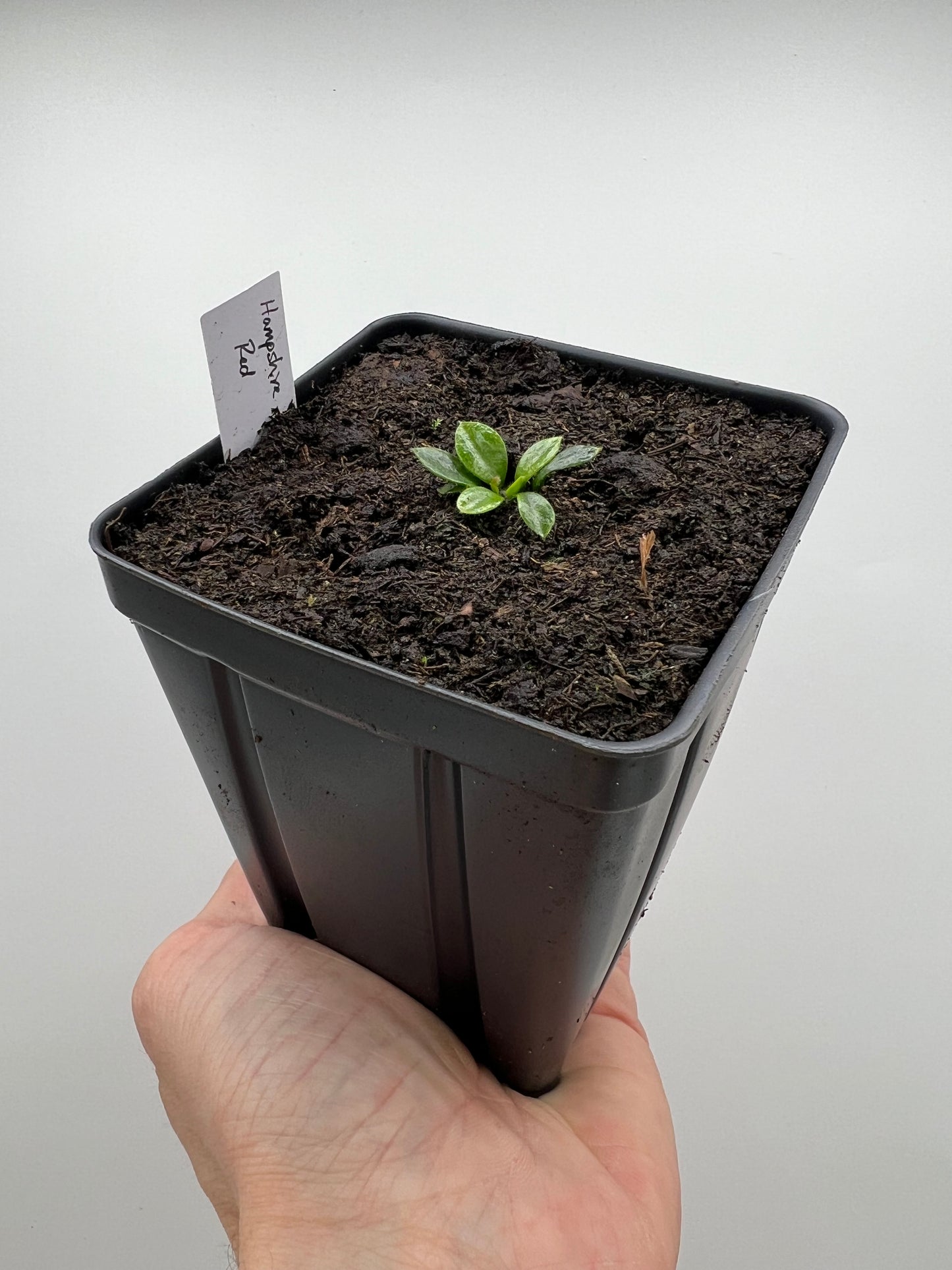 Cephalotus follicularis “Hampshire Red”