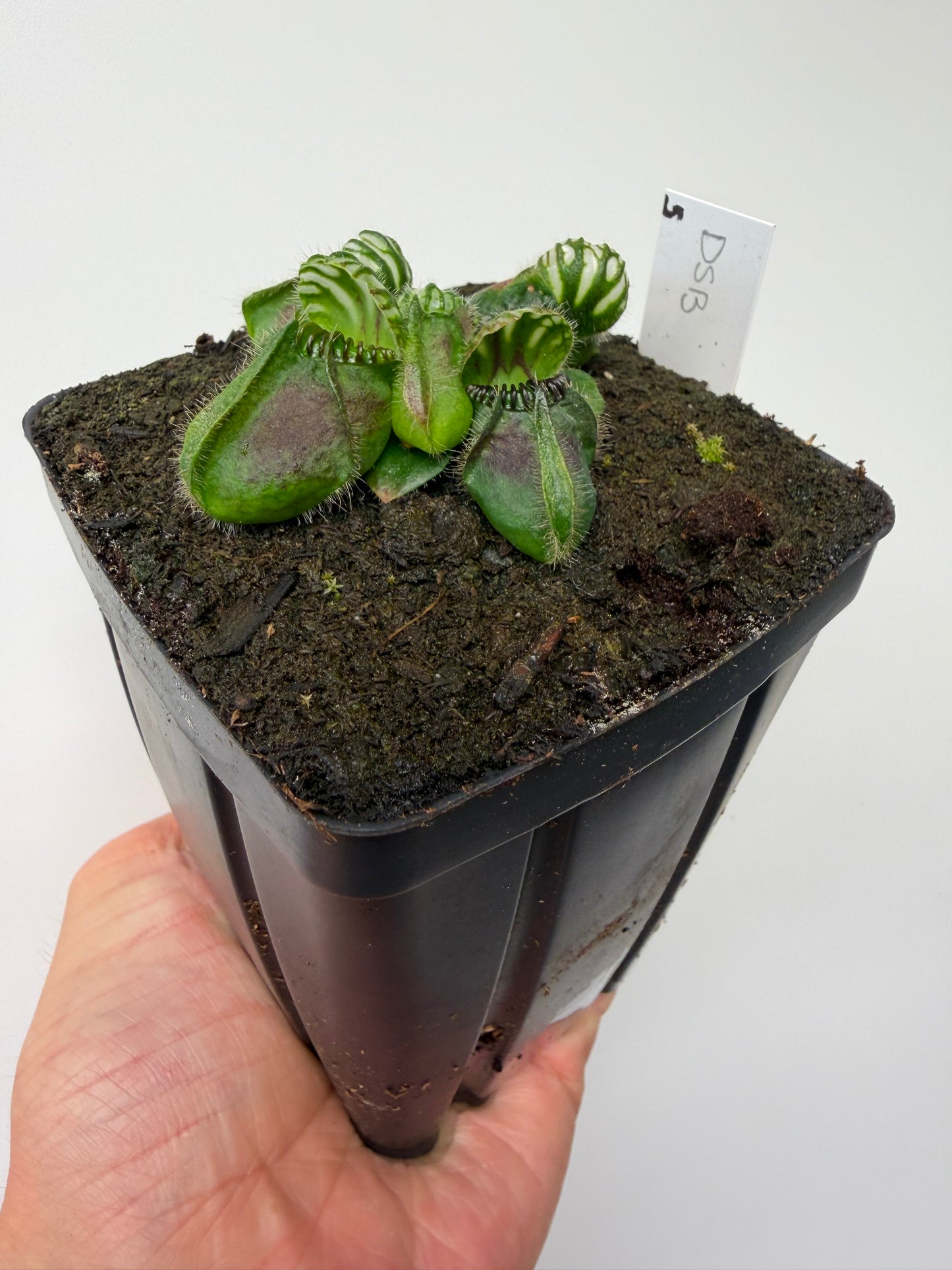 Cephalotus follicularis “David Švarc Black” - *Rare* (5)