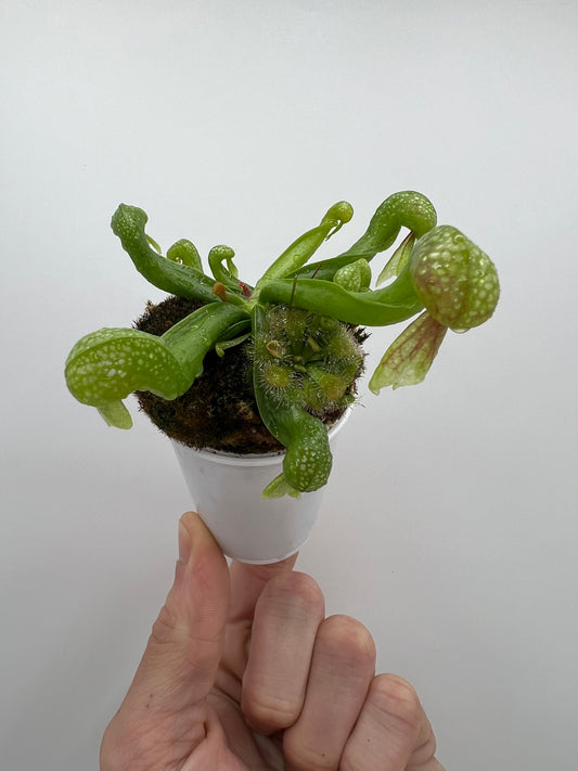Darlingtonia californica (Cobra Pitcher Plant) - Seed Grown #203
