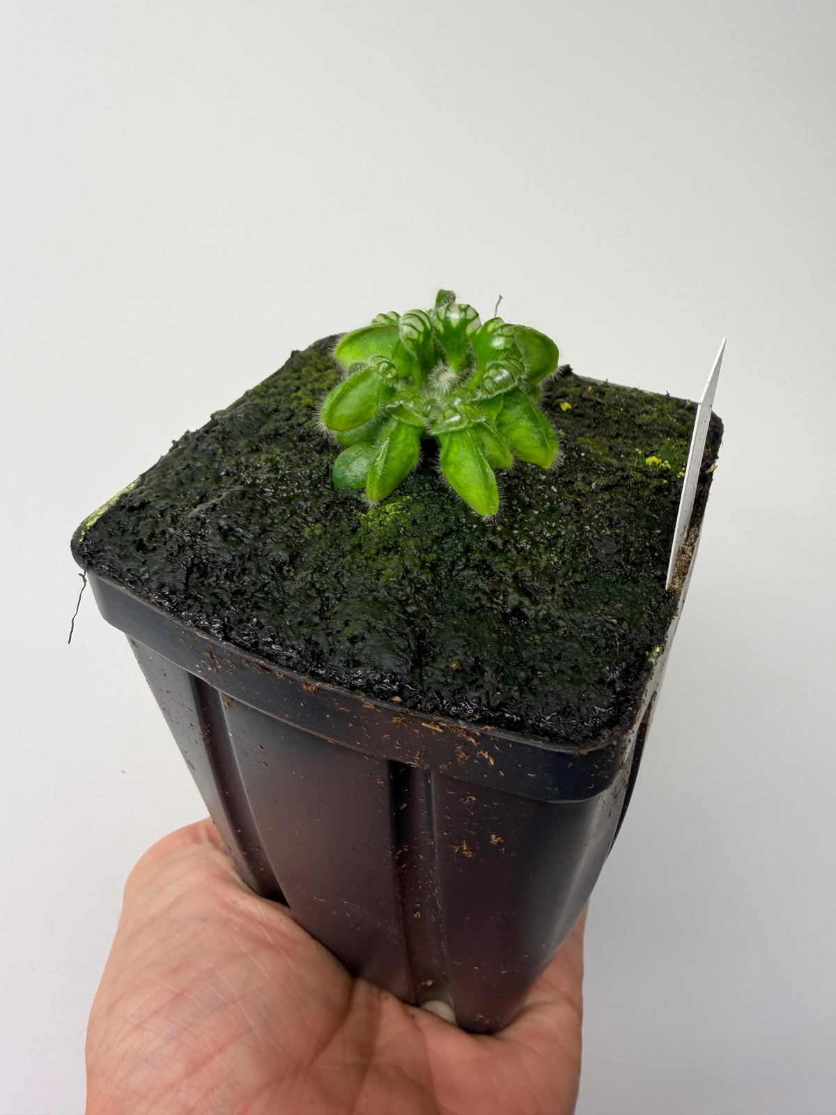 Cephalotus follicularis “Dr. Eberhard König” #1
