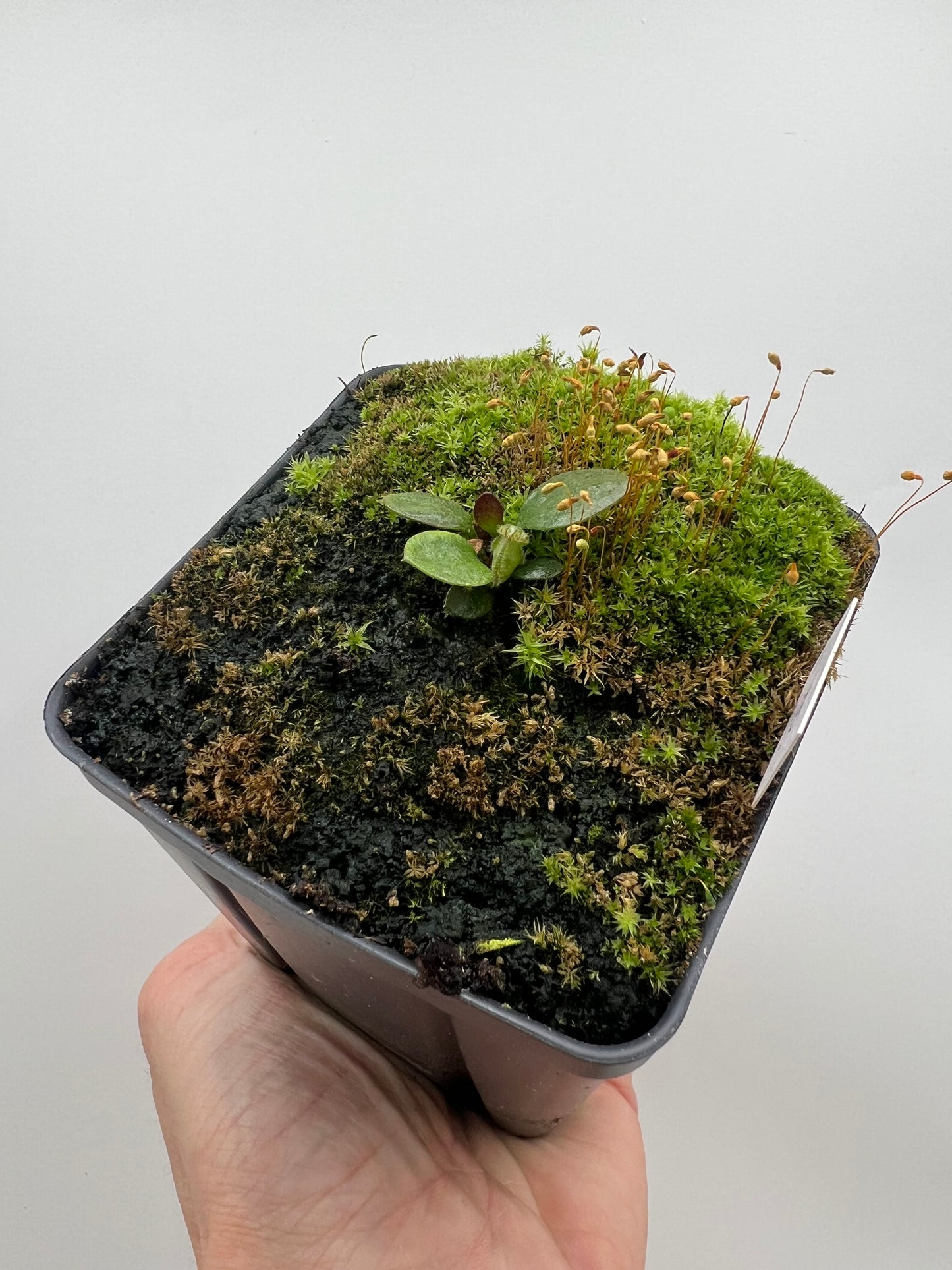 Cephalotus follicularis “Big Boy”