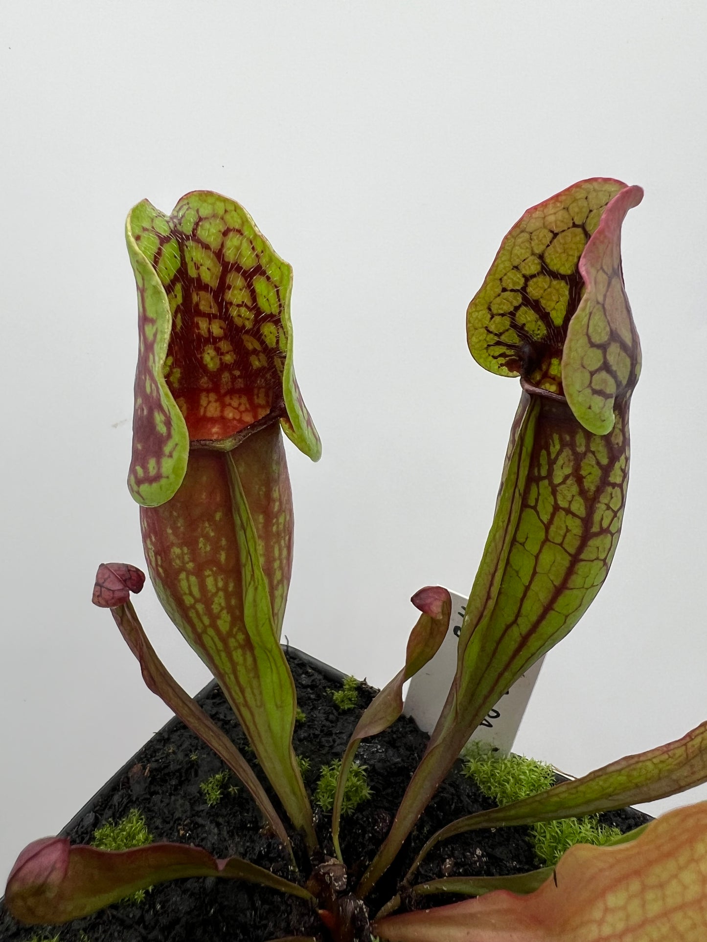 Sarracenia purpurea ssp. purpurea (Pike County, PA) - *Rare* - Seed Grown #3