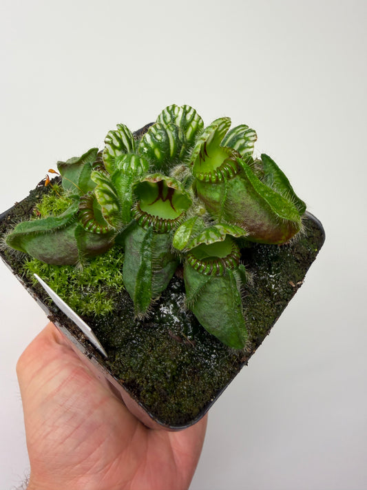 Cephalotus follicularis “Hampshire Red”