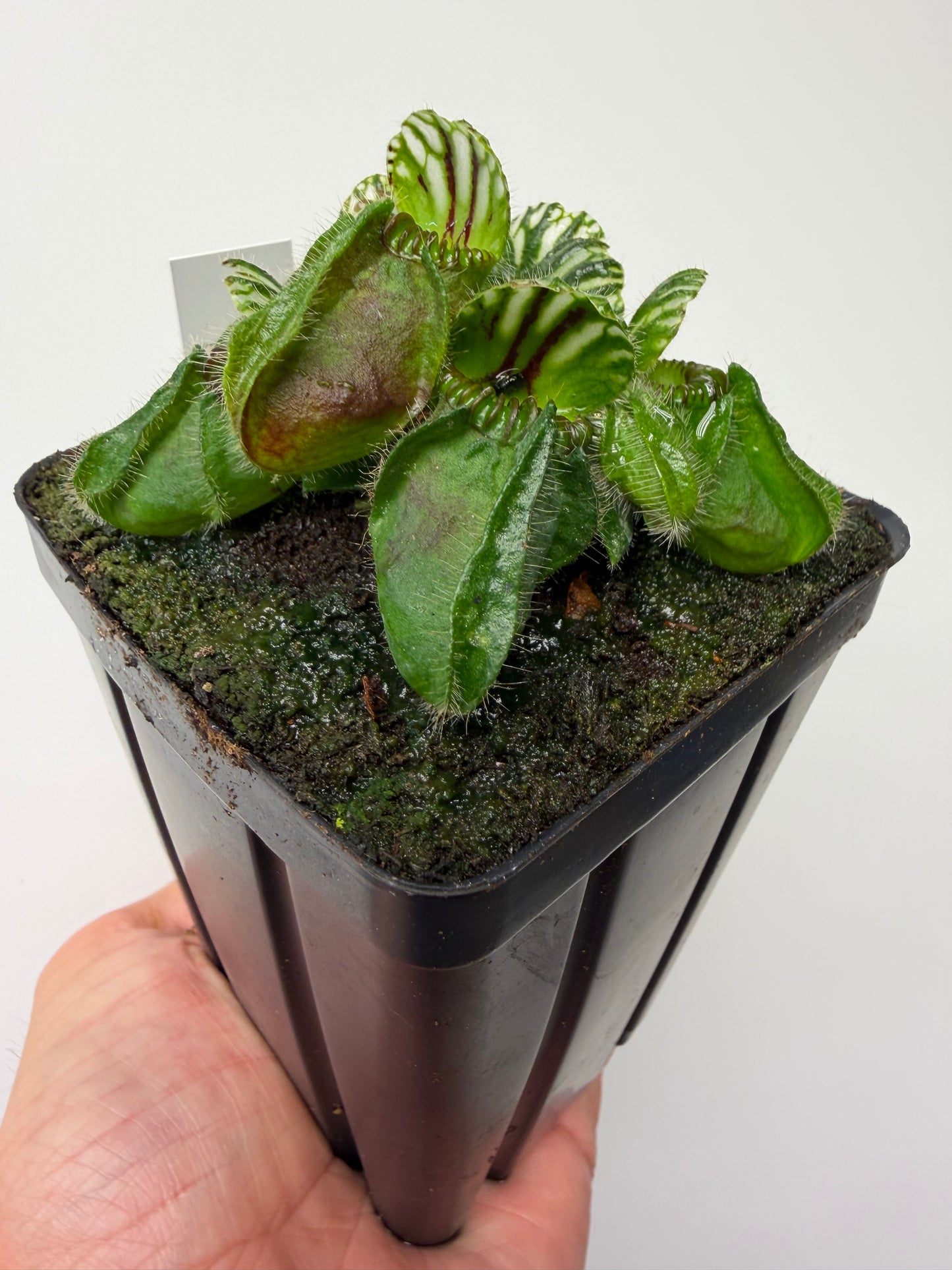 Cephalotus follicularis “Hampshire Red”