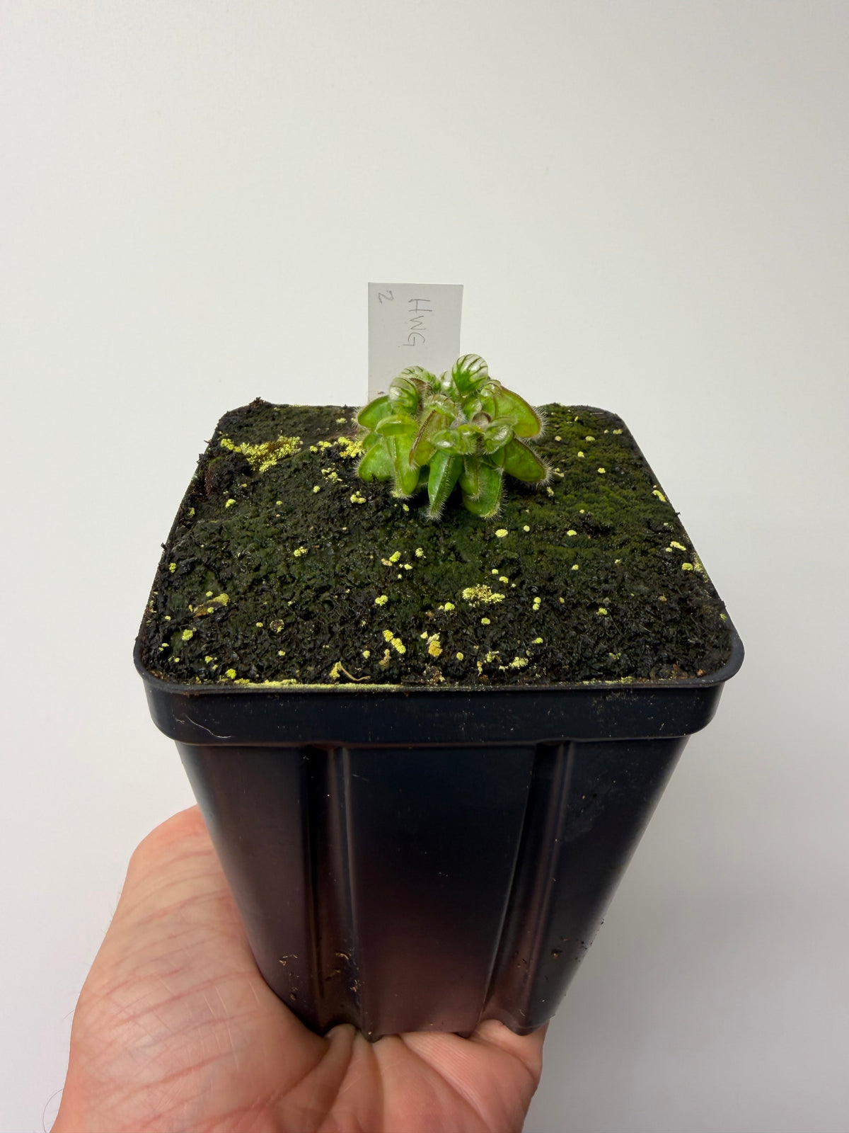 Cephalotus follicularis “Harald Weiner Giant” (aka True Giant) #2 - *Rare*