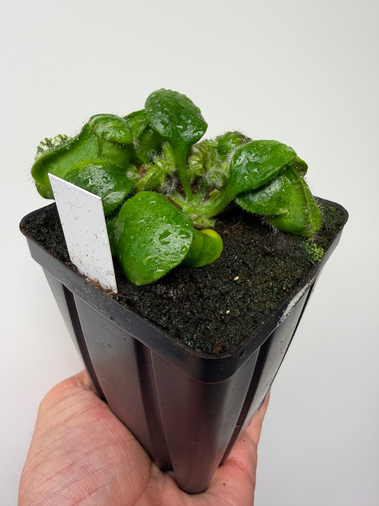 Cephalotus follicularis “Czech Giant”