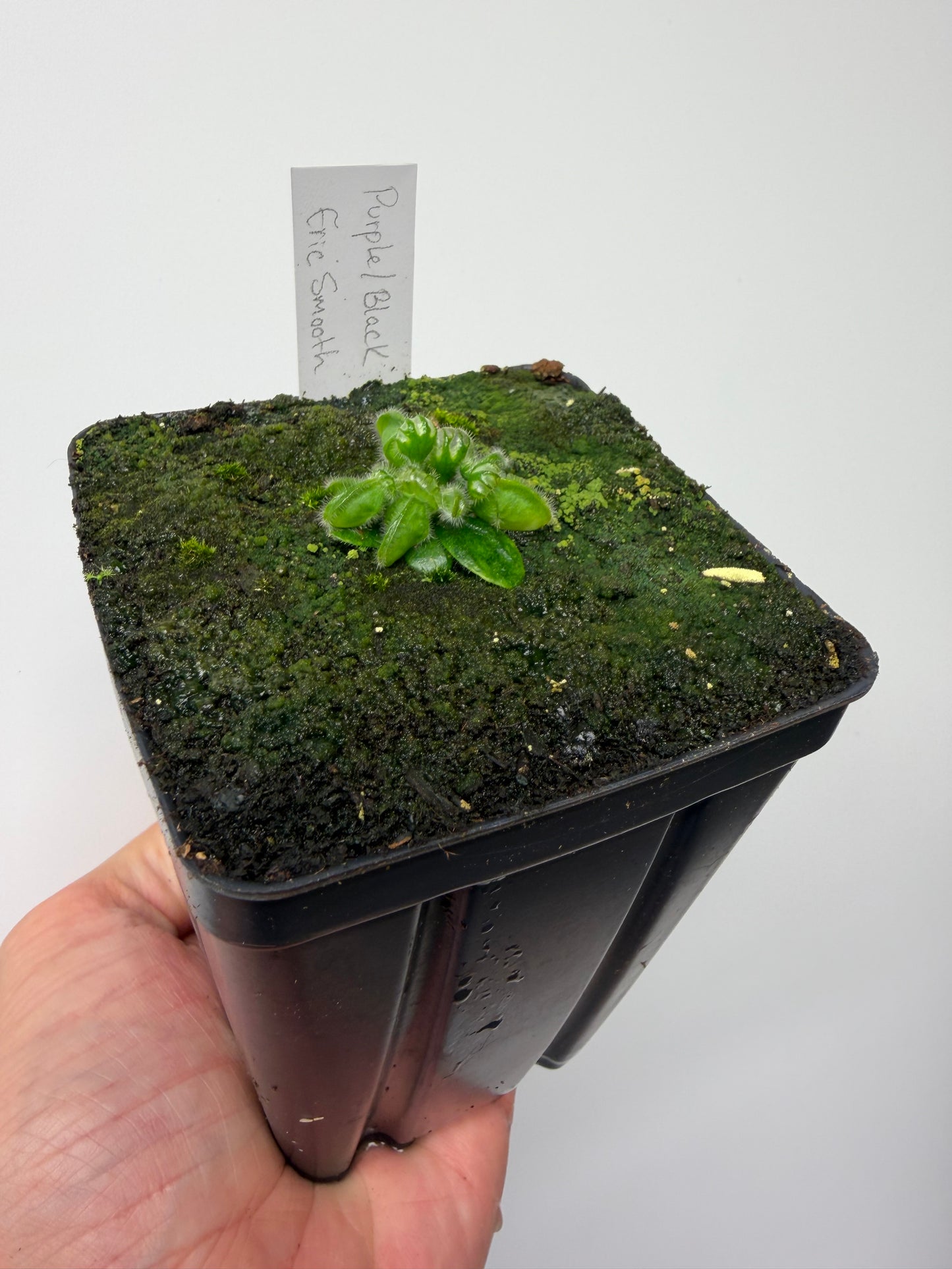 Cephalotus follicularis “Purple/Black” - Eric Smooth