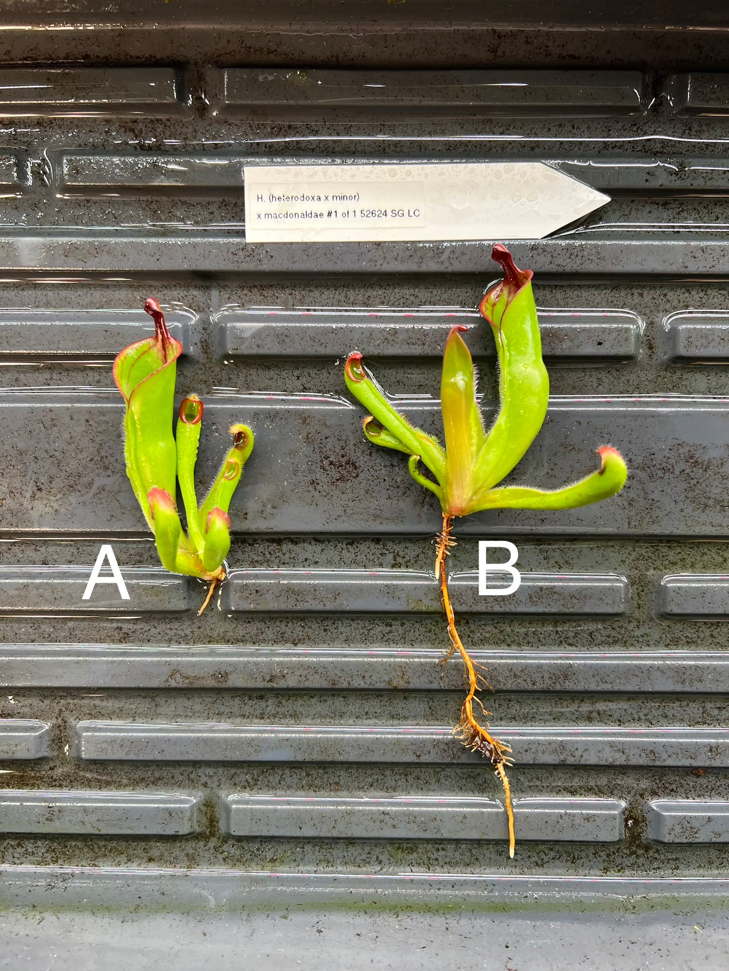 Heliamphora (heterodoxa x minor) x macdonaldae #1 52624SGLC - Fresh Divisions