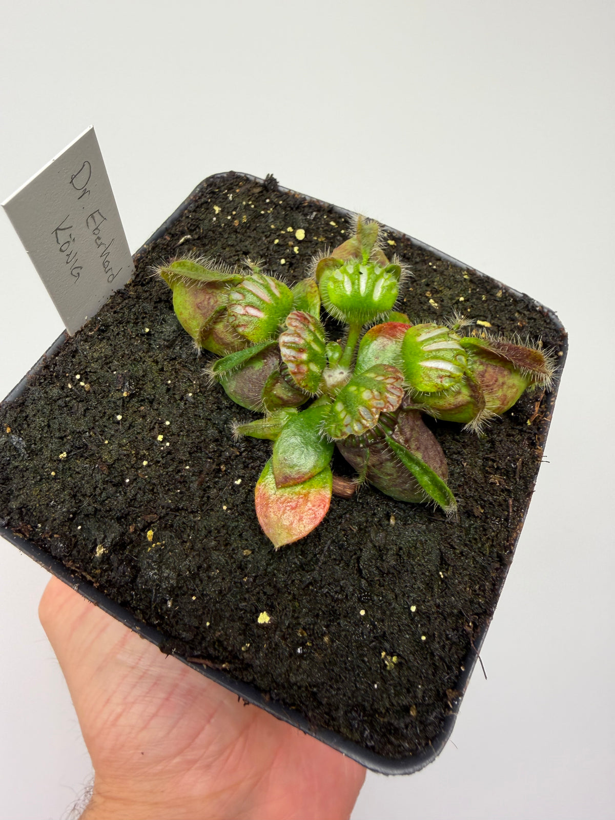Cephalotus follicularis “Dr. Eberhard König”