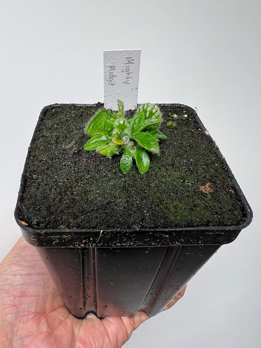 Cephalotus follicularis “Mighty Midget” - *Rare*