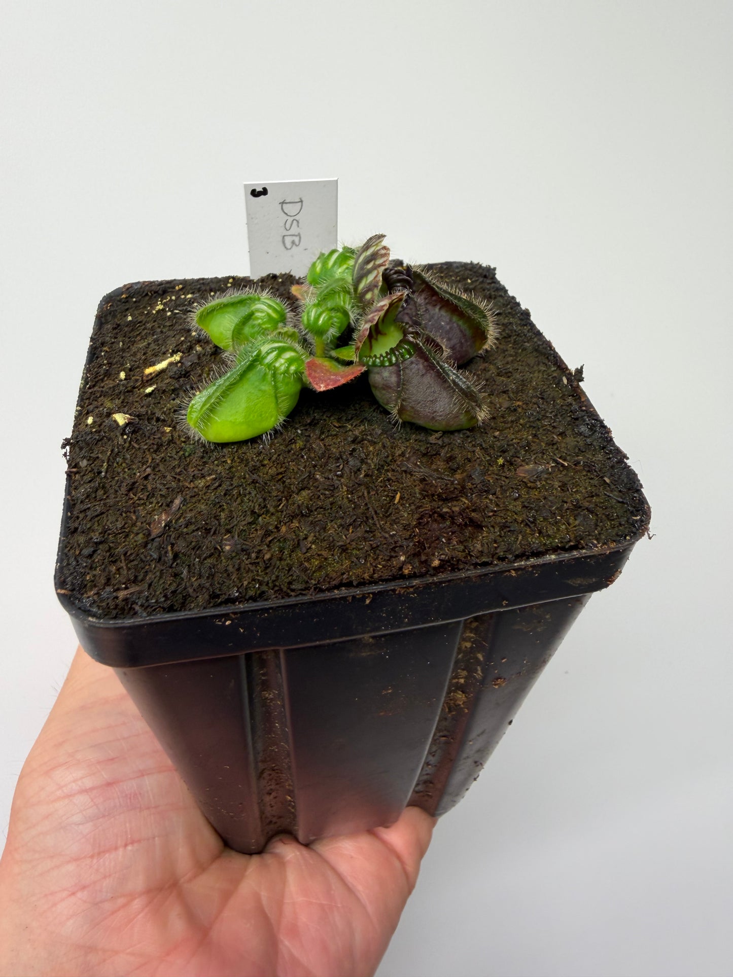 Cephalotus follicularis “David Švarc Black” - *Rare* (3)